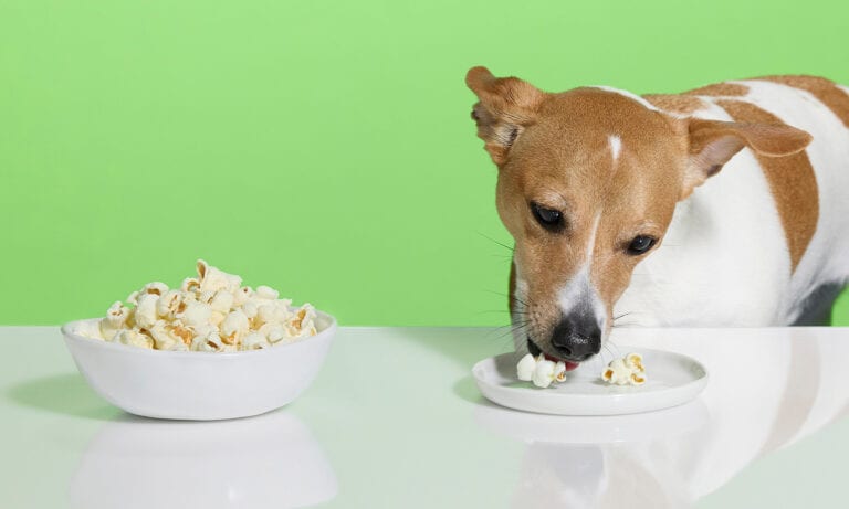 Can Dogs Eat Popcorn? | BeChewy