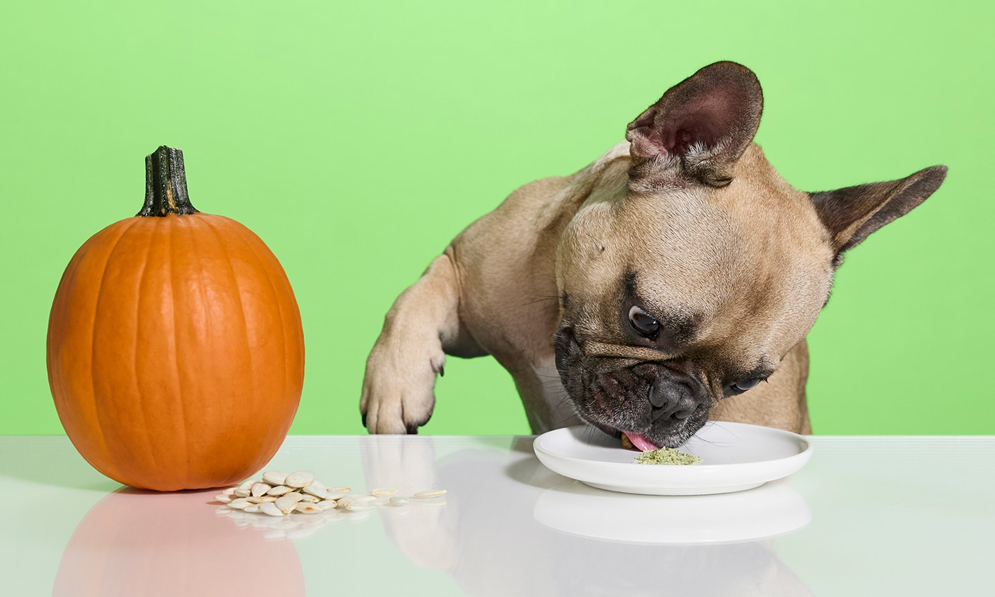 Is raw pumpkin good for dogs best sale