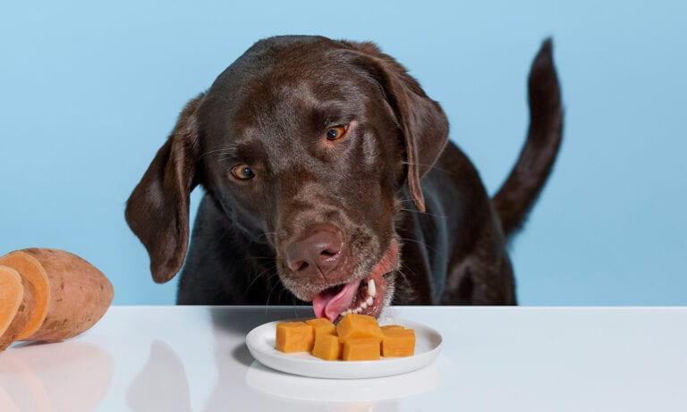 Can Dogs Have Sweet Potato Everything to Know BeChewy