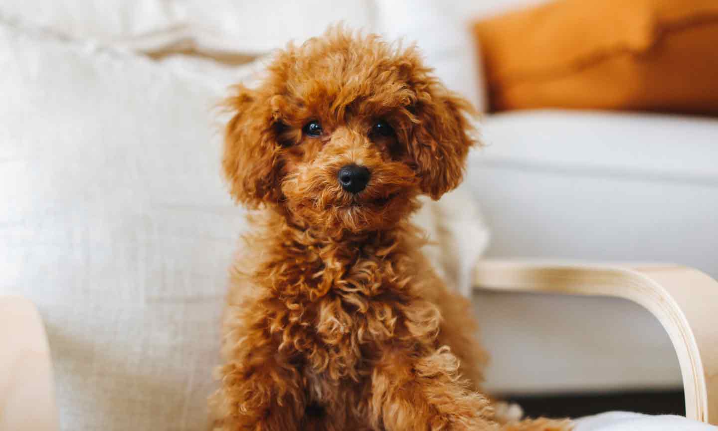 Small poodle like dog with store silky coat