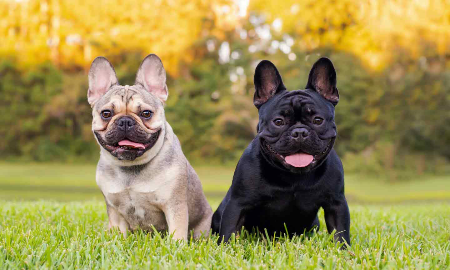 Photo of two French Bulldogs sitting in grass