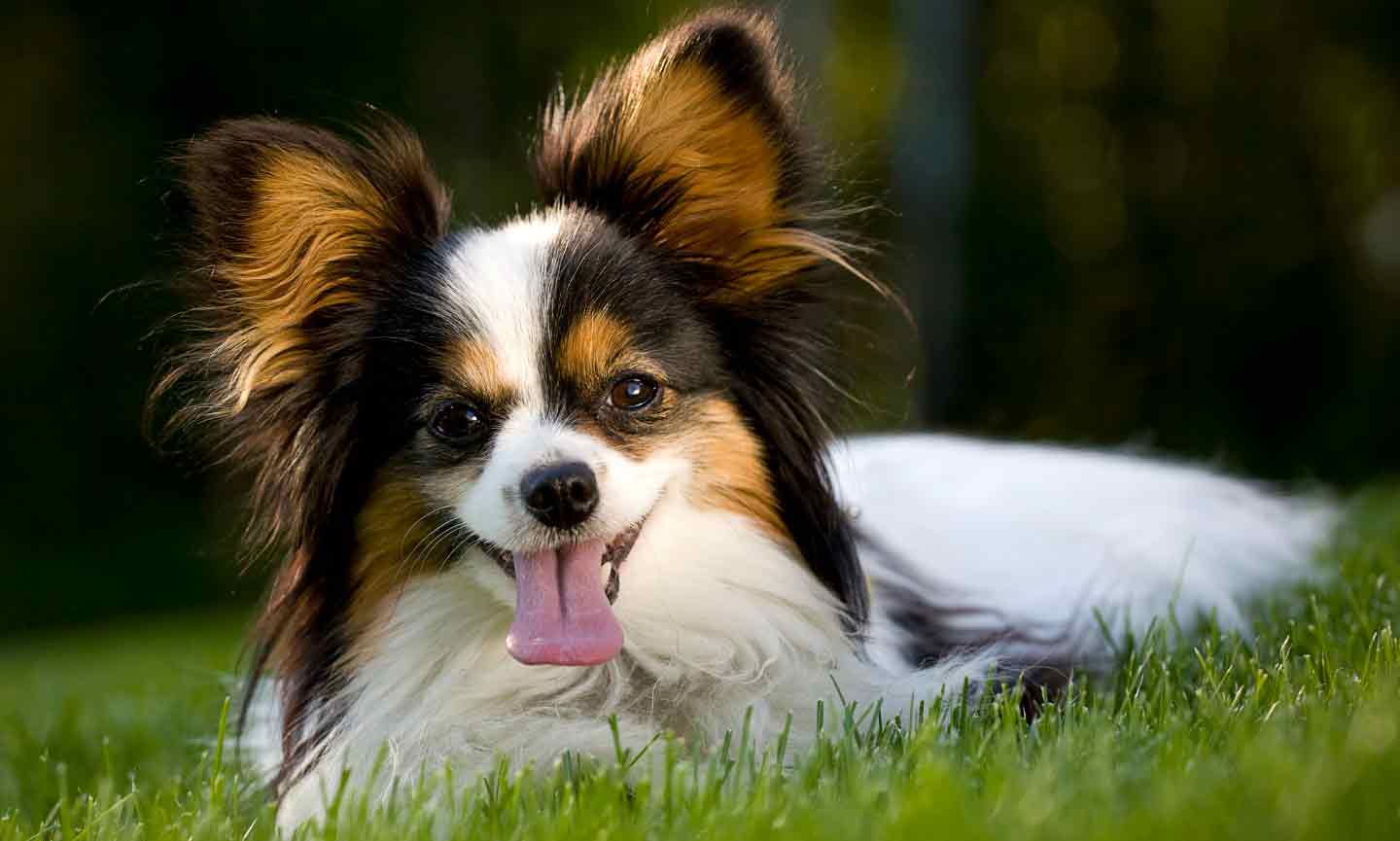 Photo of a Papillon dog laying in grass