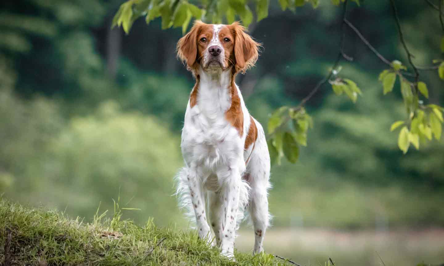 Photo of a Brittany dog