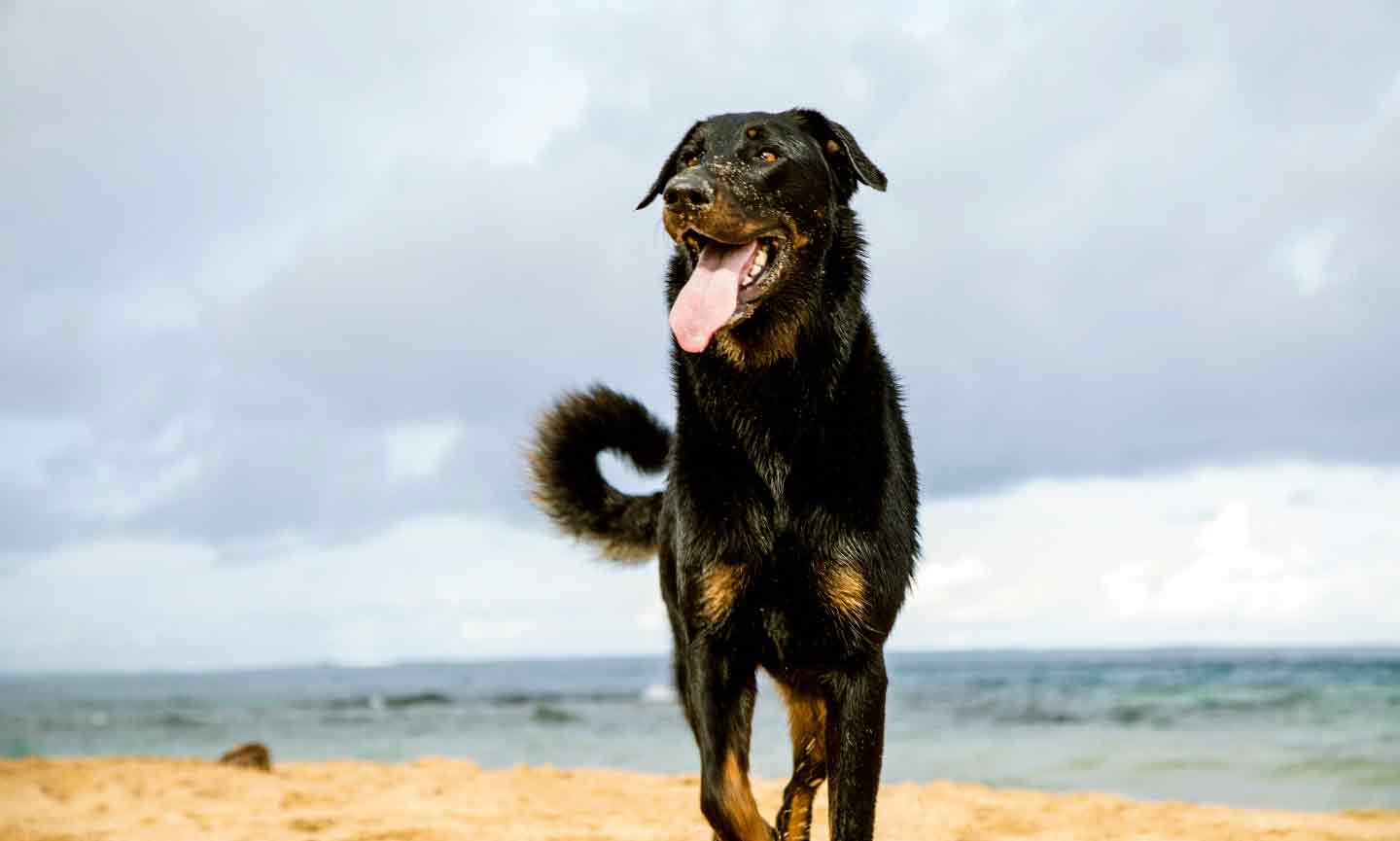 Photo of a Beauceron dog