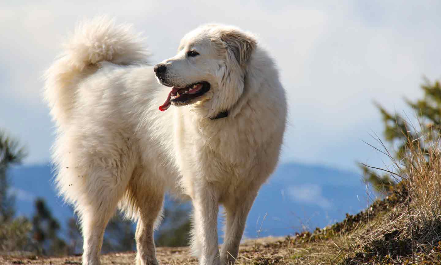 Photo of a Great Pyrenees dog