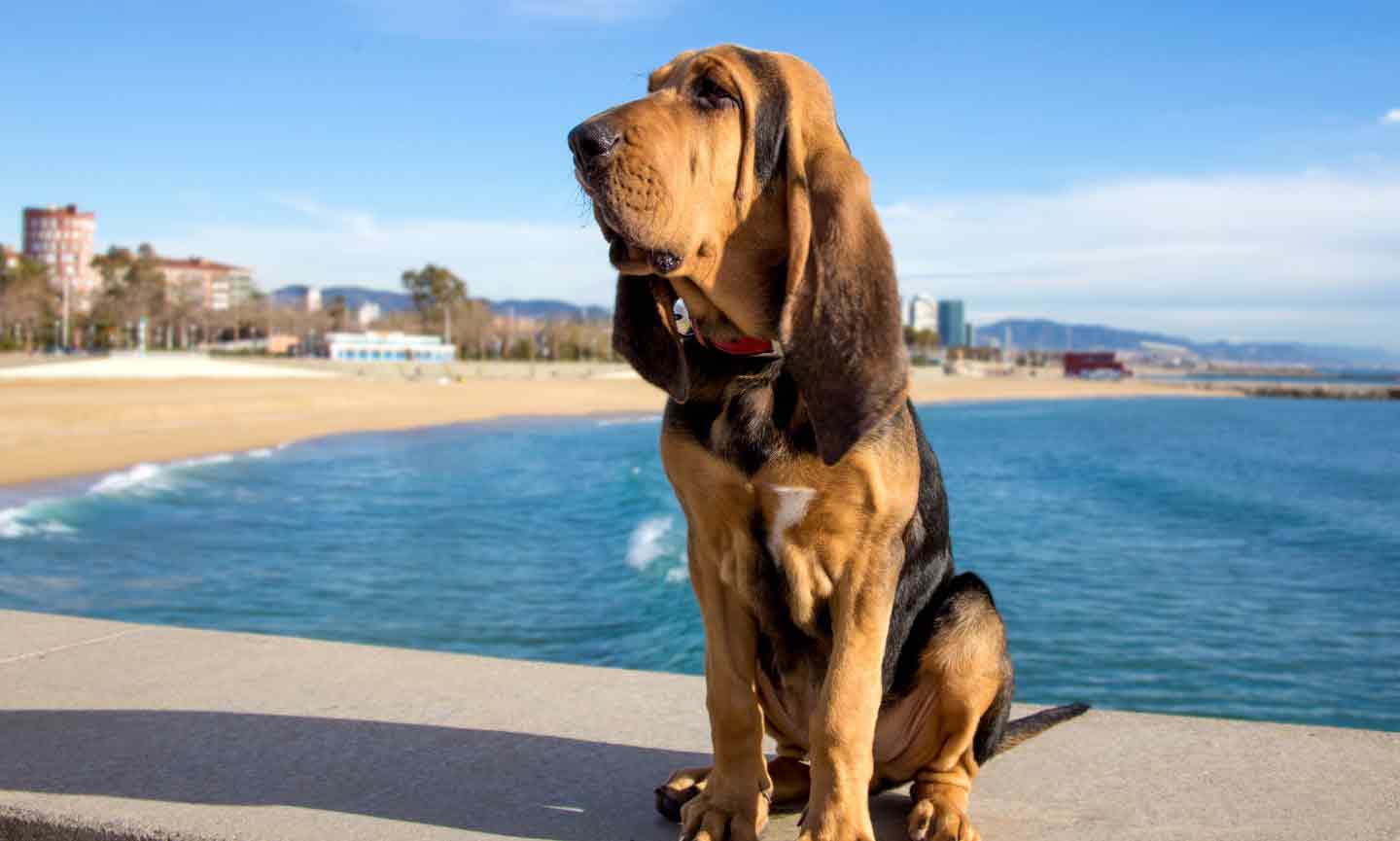 Photo of a Bloodhound dog
