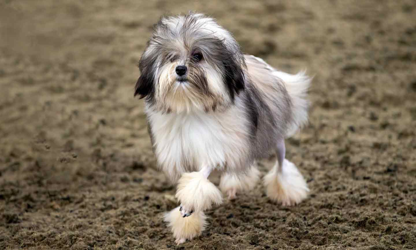Photo of a Lowchen dog