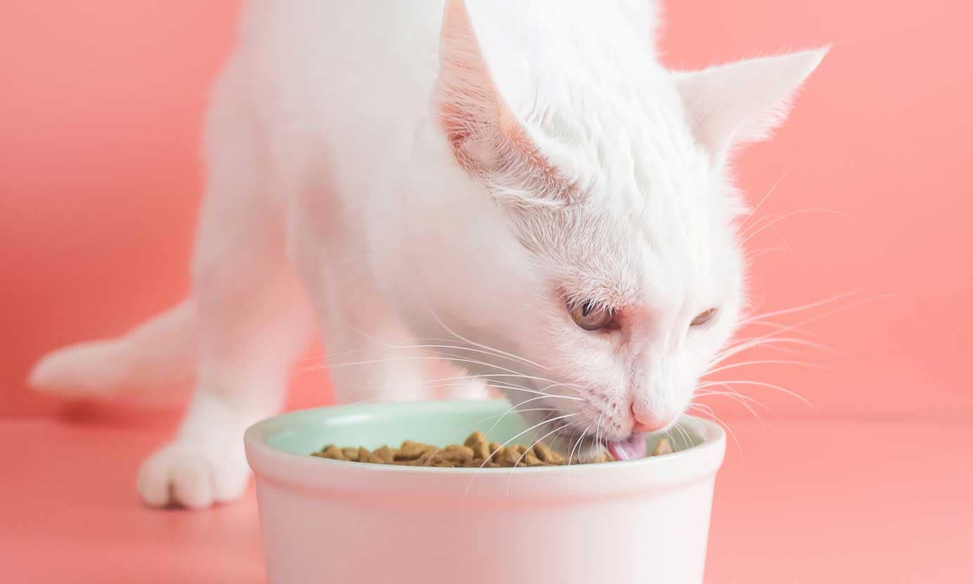 Cat food for outlet inflammatory bowel disease