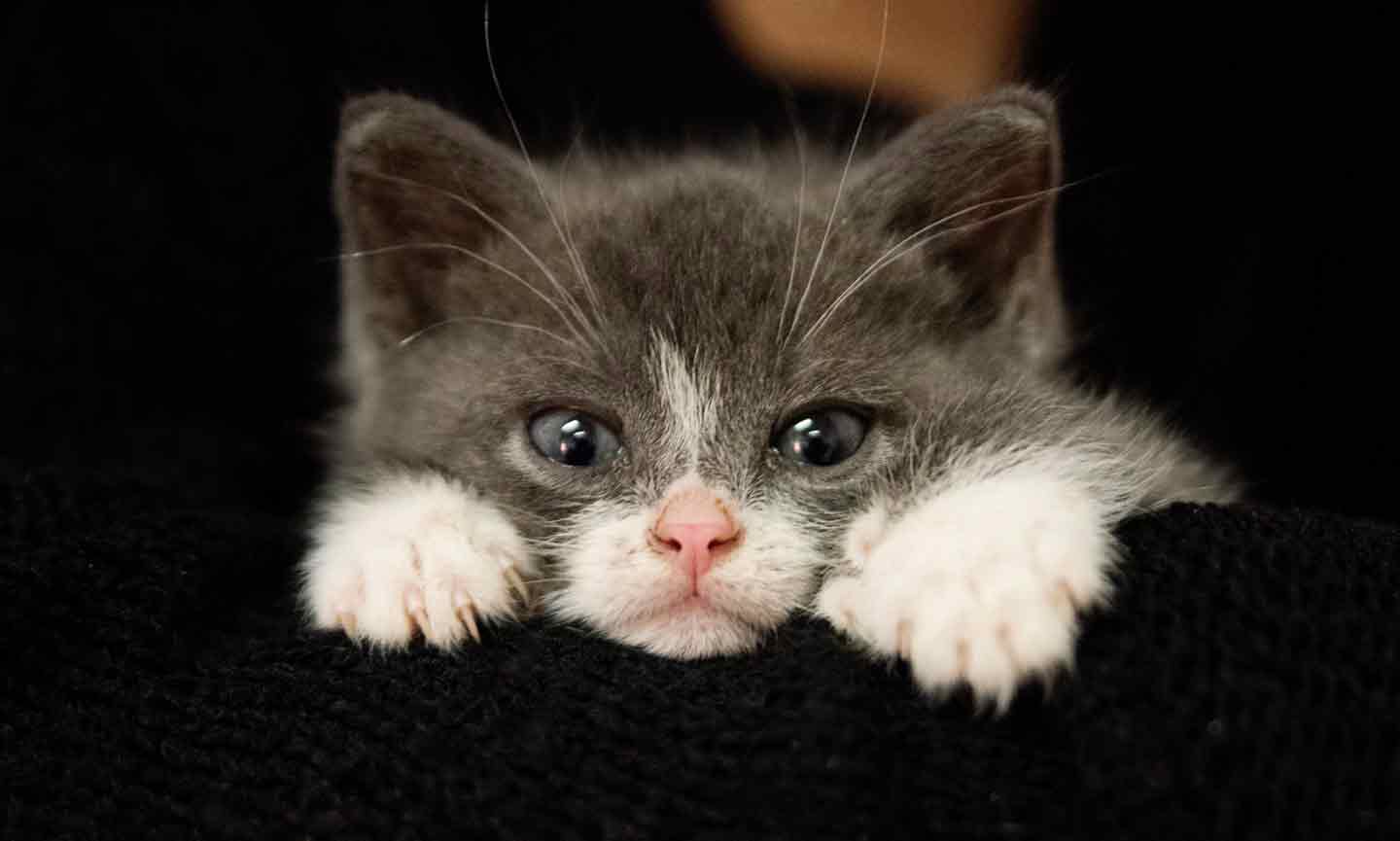 Photo of a kitten with polydactyly.