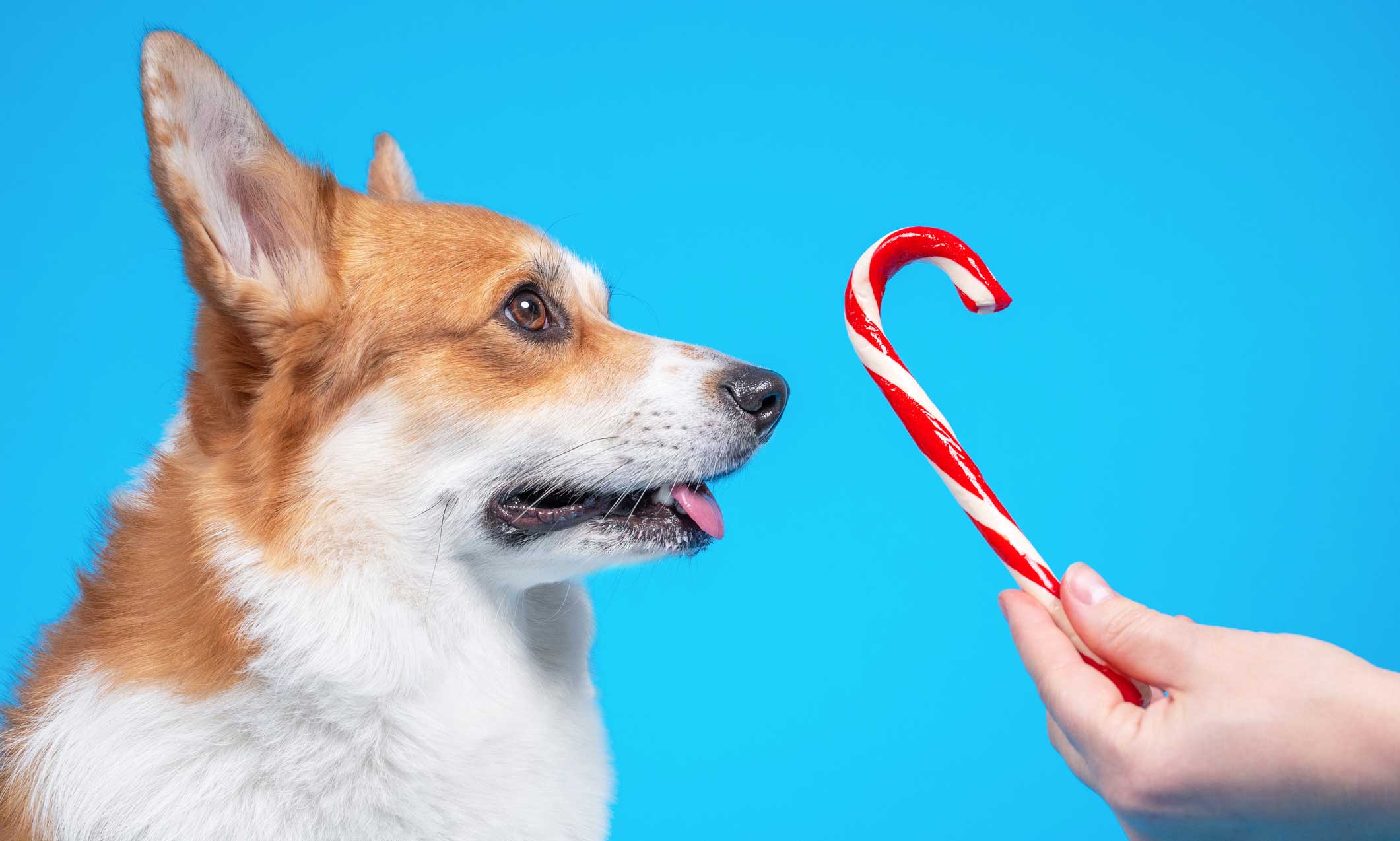 https://media-be.chewy.com/wp-content/uploads/2023/08/03134018/can-dogs-have-peppermint.jpg