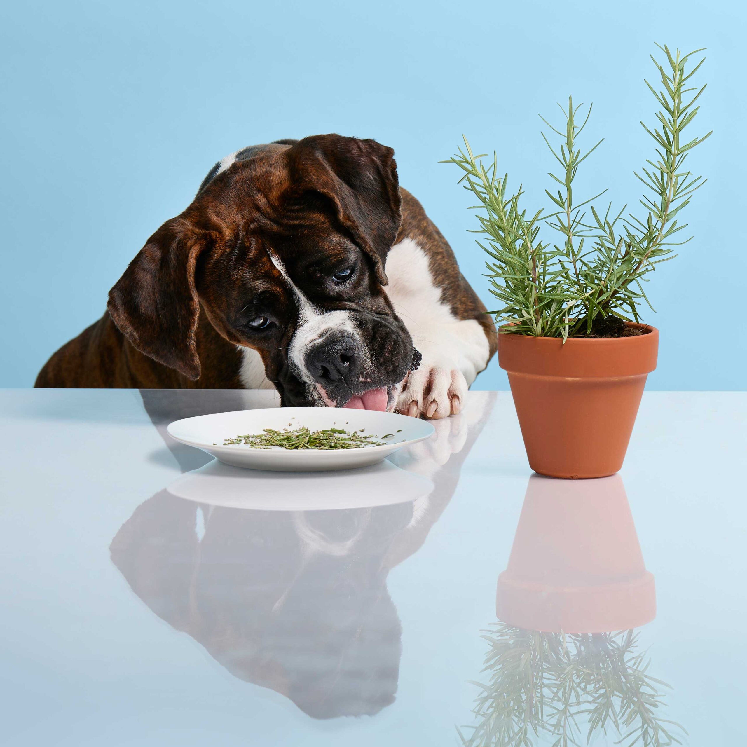 Carnosic acid powder supplier Carnosic acid powder supplier