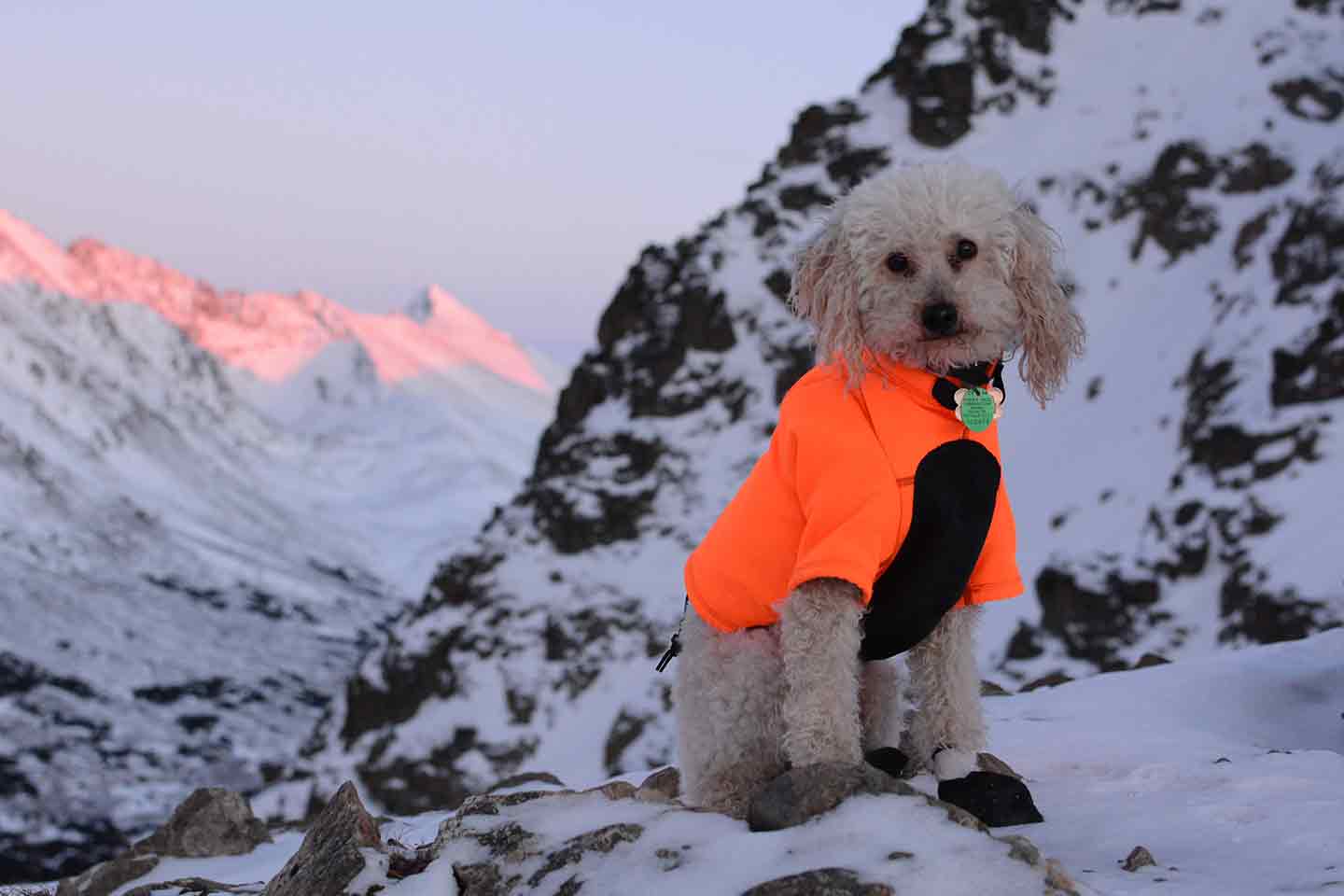 Photo of a dog in a jacket standing on a snowy mountaintop.