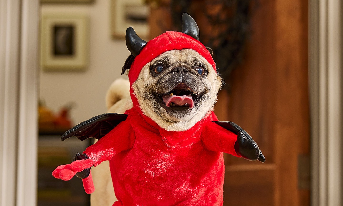 Dog devil costume best sale