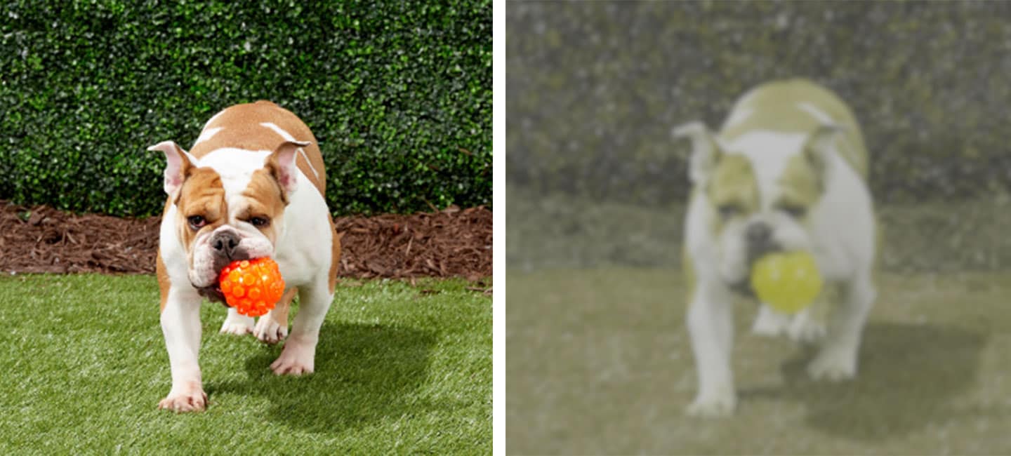 can dogs see color - orange toy - dog vision simulator