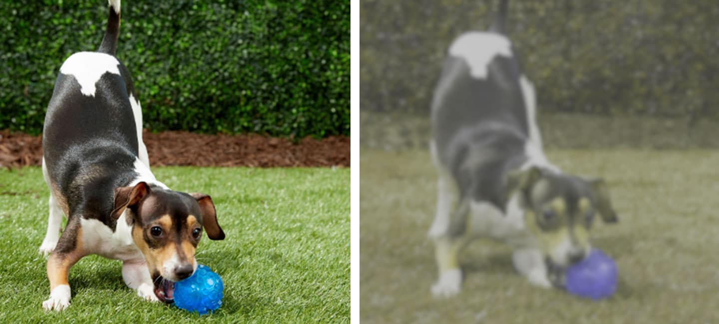 can dogs see color - blue toy - dog vision simulator