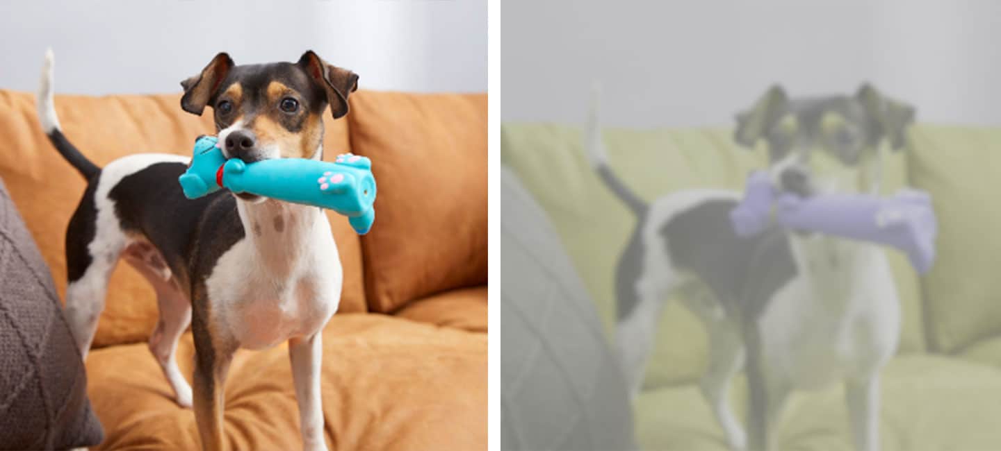 can dogs see color - blue squeaky toy - dog vision simulator