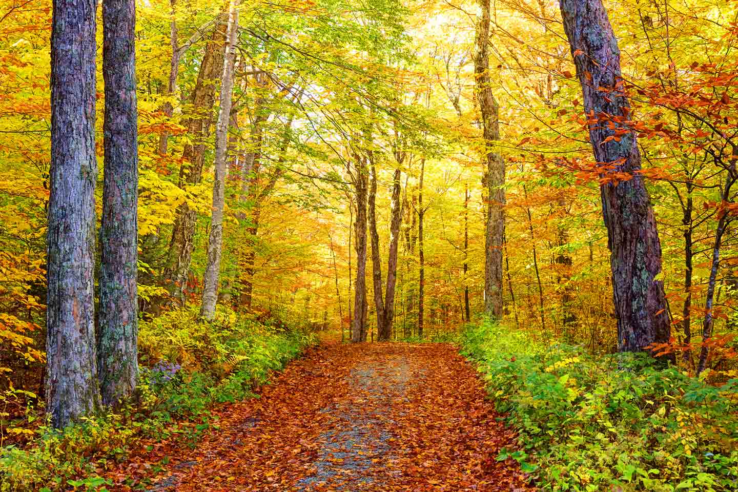 Photo of a hiking trail on Mount Greylock