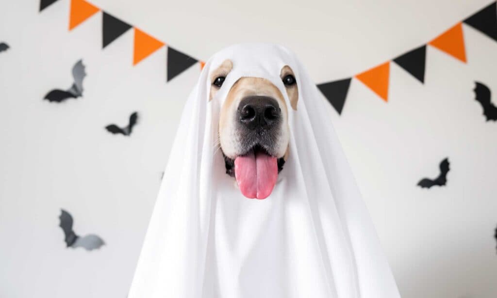https://media-be.chewy.com/wp-content/uploads/2023/08/10193431/diy-dog-costume-ghost-1024x615.jpg