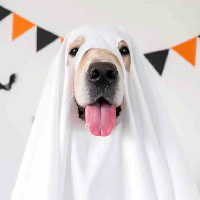 halloween with pets - movie character costumes
