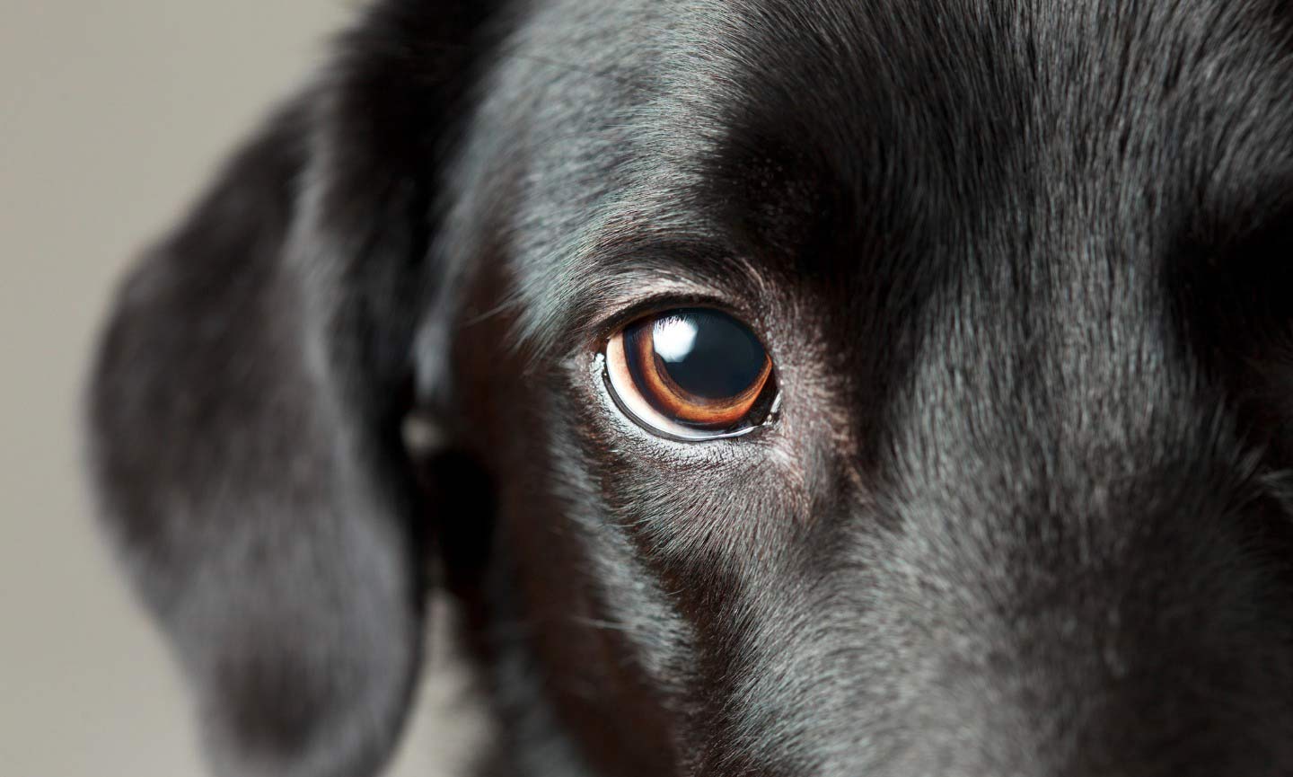 Photo close-up of the eye of a black puppy