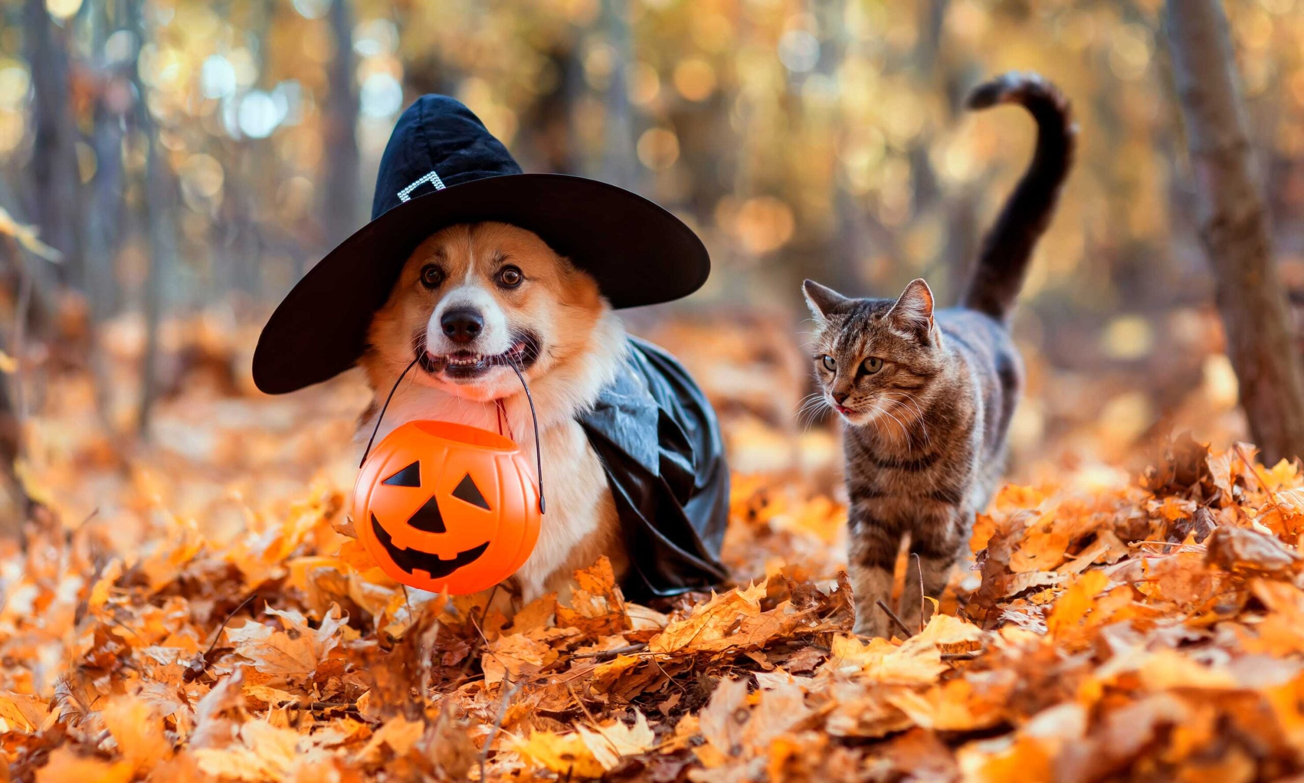 Planning a Spooky, Super-Cute Halloween With Your Pets? We've Got You.