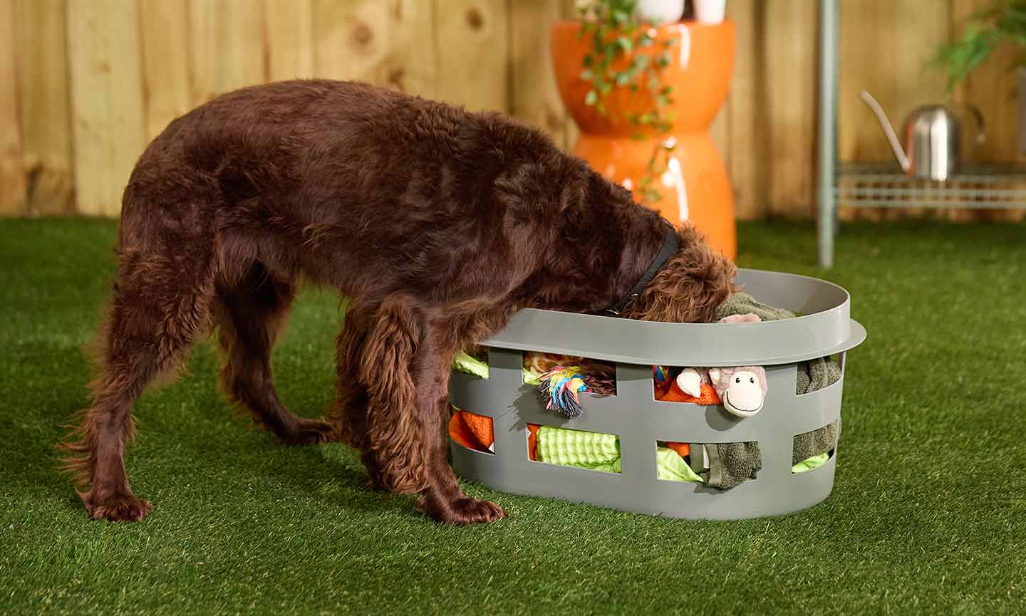 How to Stop Your Dog from Digging - Town & Country Animal Hospital