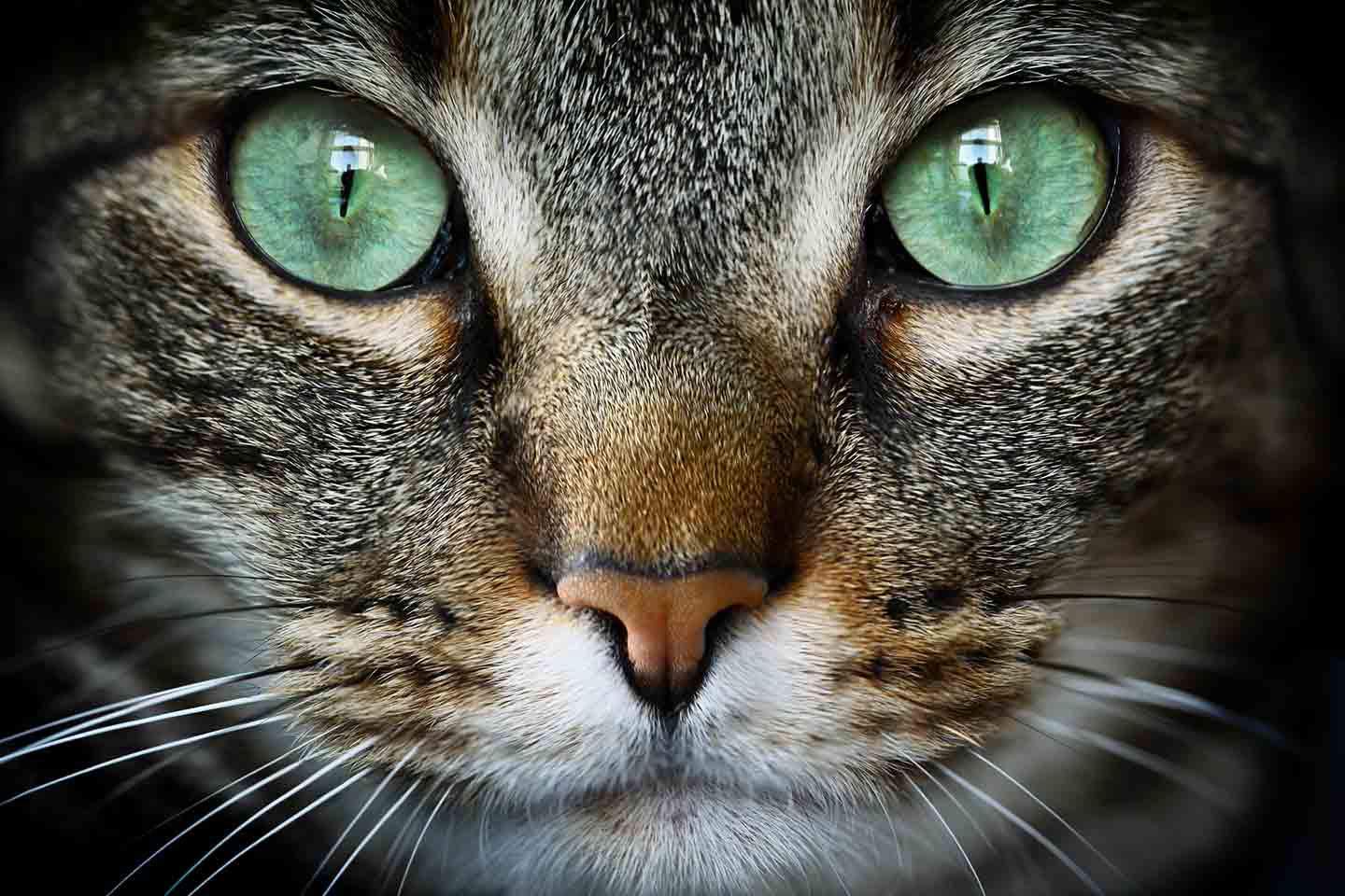 Close-up photo of a cat's face
