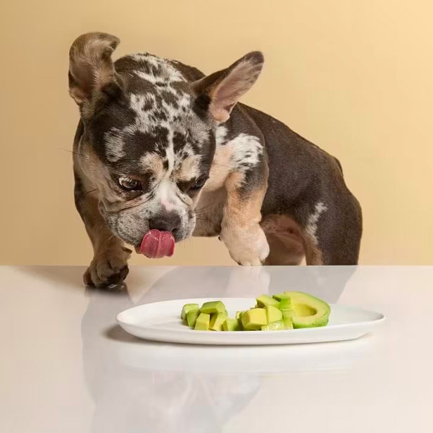 what can dogs not eat: dog looking at a plate of diced avocado