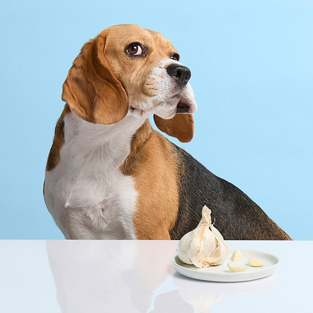 what can dogs not eat: dog looking away from garlic on a plate