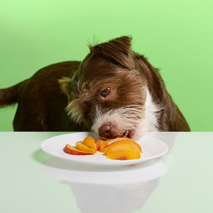 what can dogs not eat: dog and a plate of peaches