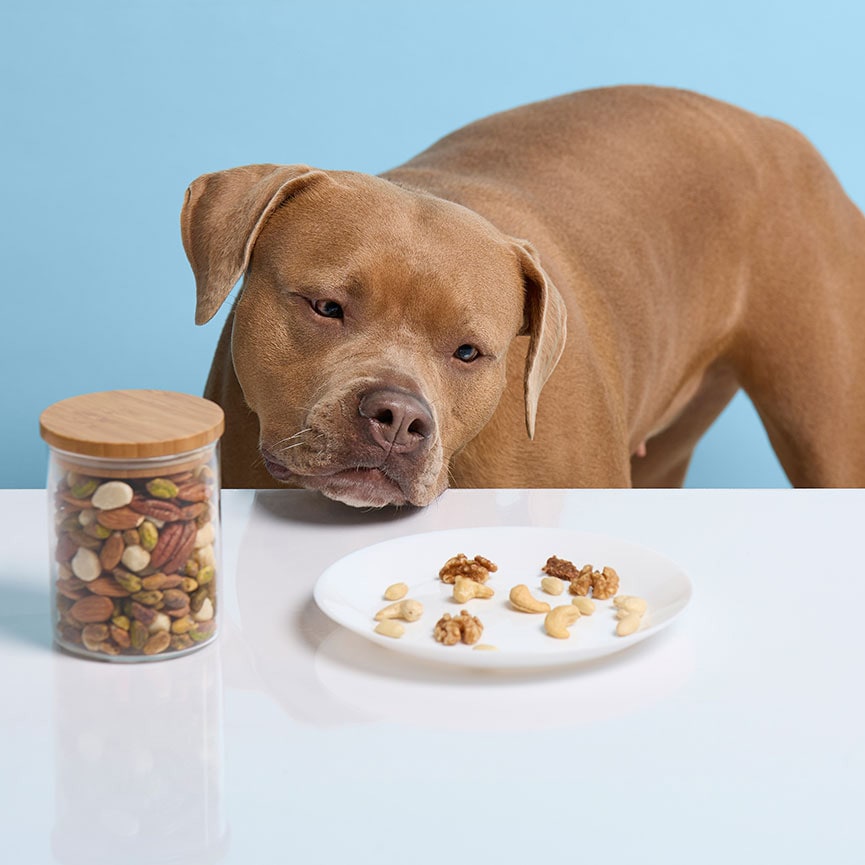 what can dogs not eat: dog and plate of nuts
