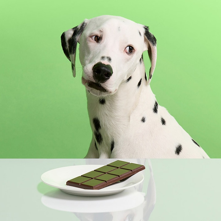 what can dogs not eat: dog looking away from chocolate bar on a plate
