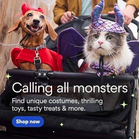 Chewy's Hocus Pocus Sanderson Sisters Dog Toys Are Fantastic!