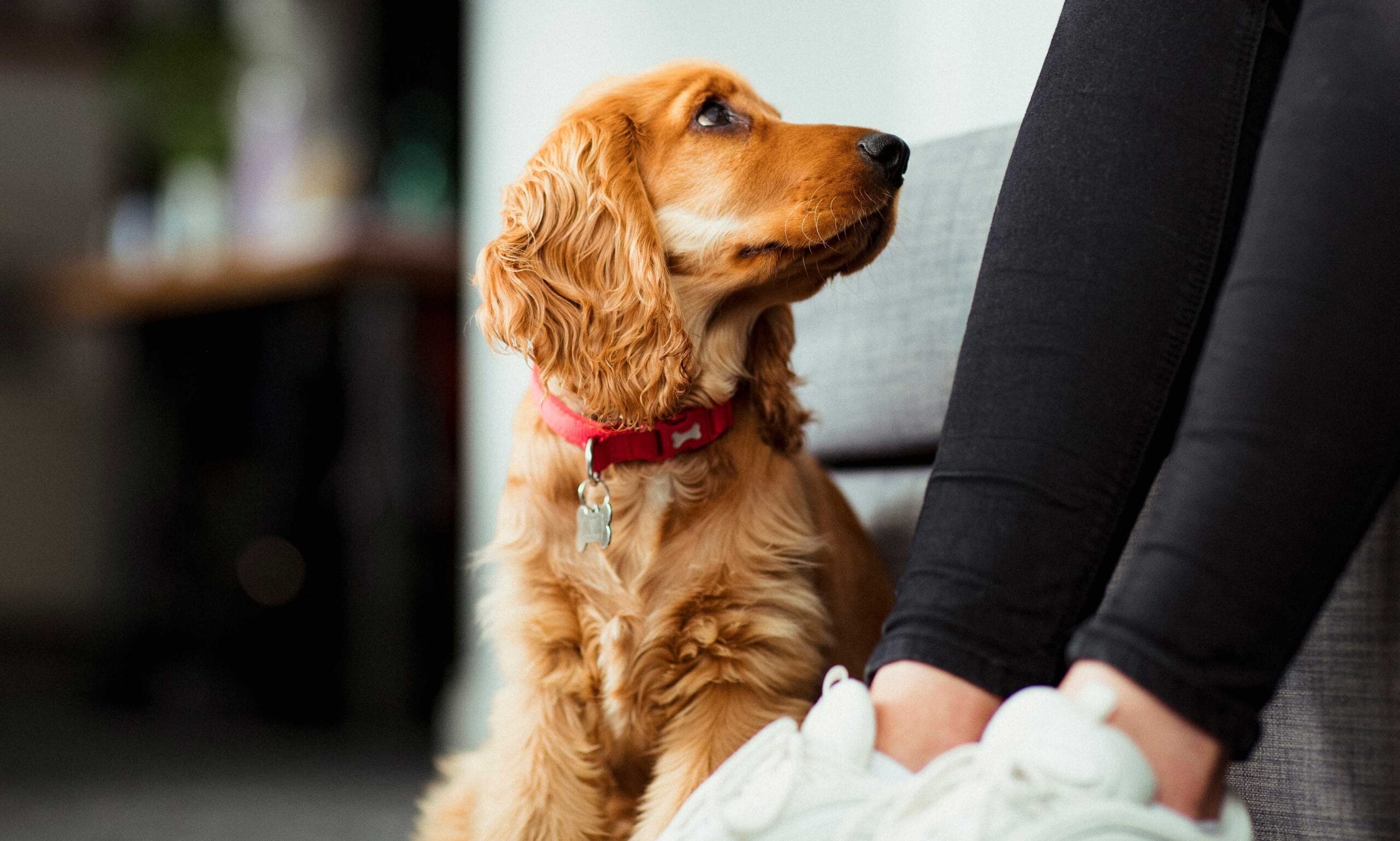 Balancing your dog's mental & physical stimulation