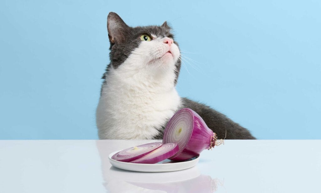 Are onions 2025 ok for cats