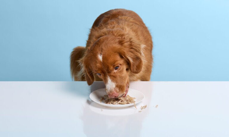 Can Dogs Eat Pork can-dogs-eat-pork