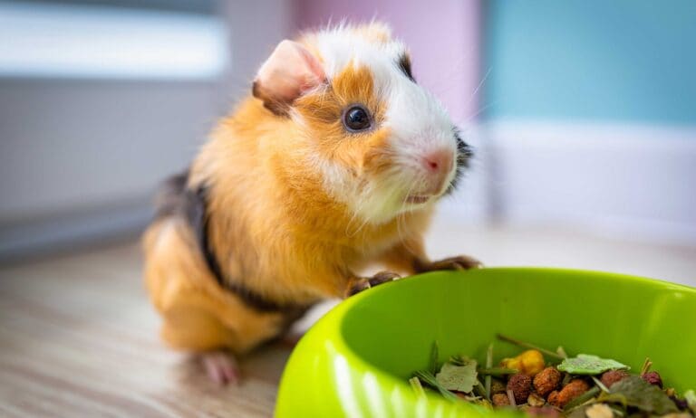 How to Choose the Best Place for a Guinea Pig Cage