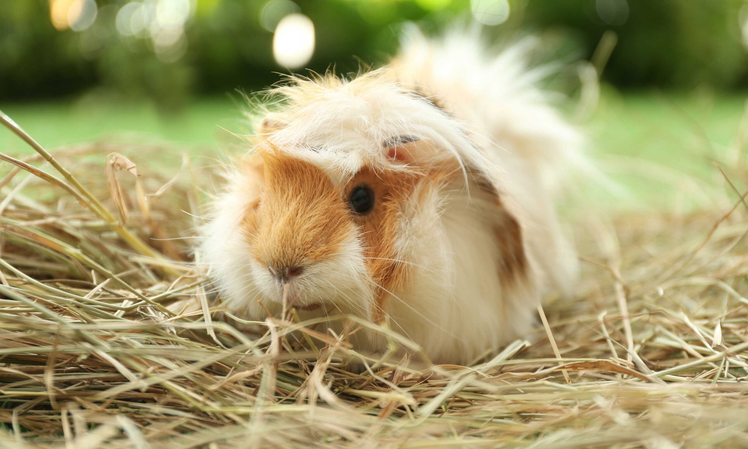 what do guinea pigs eat: guinea pig eating hay