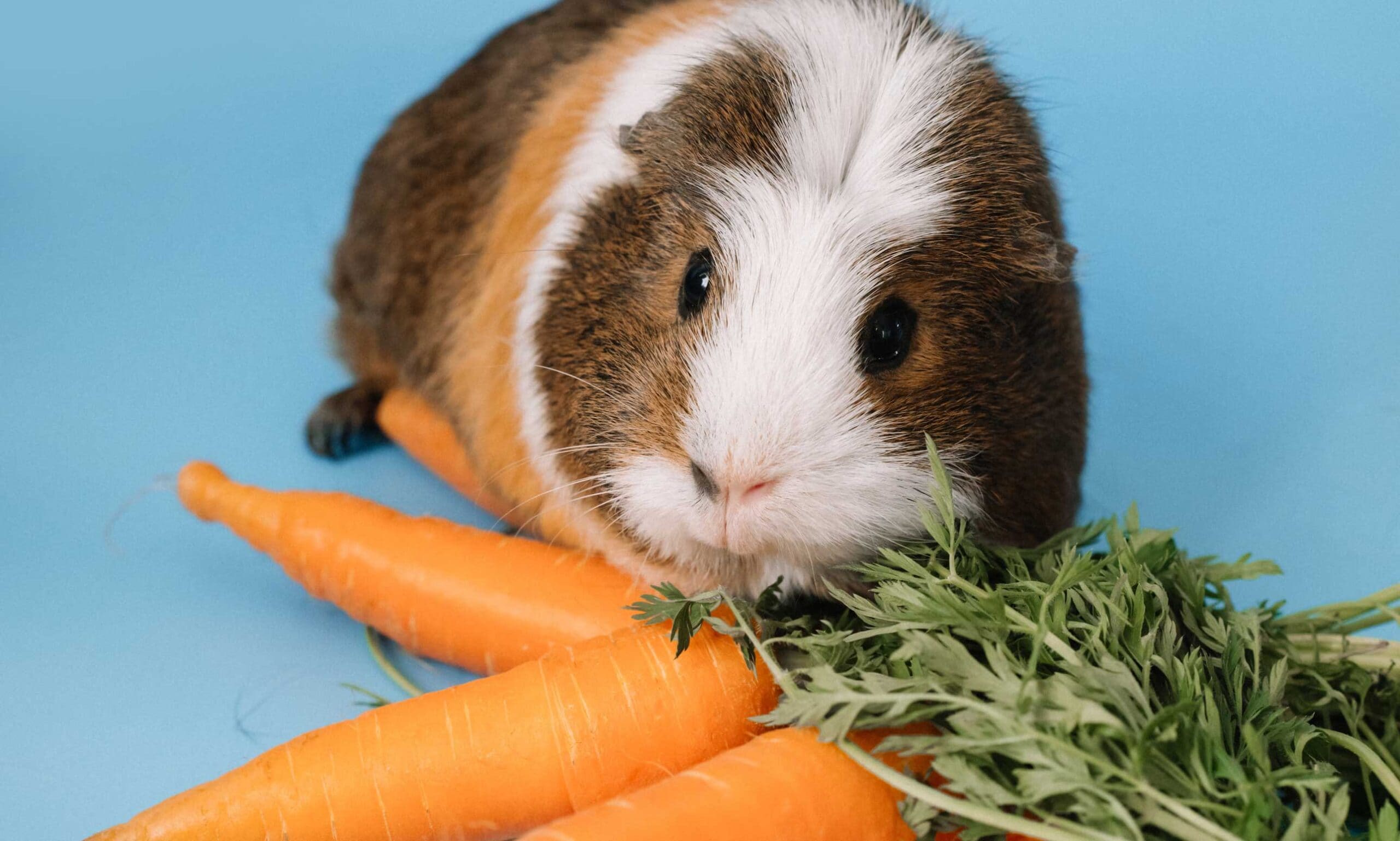 what do guinea pigs eat: guinea pig eating carrot