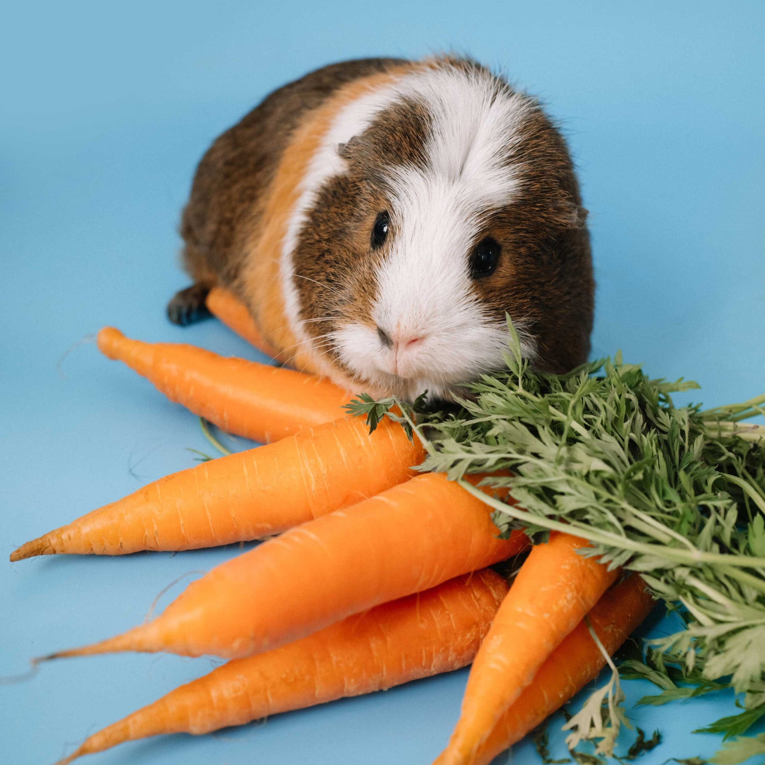 what do guinea pigs eat: guinea pig eating carrot