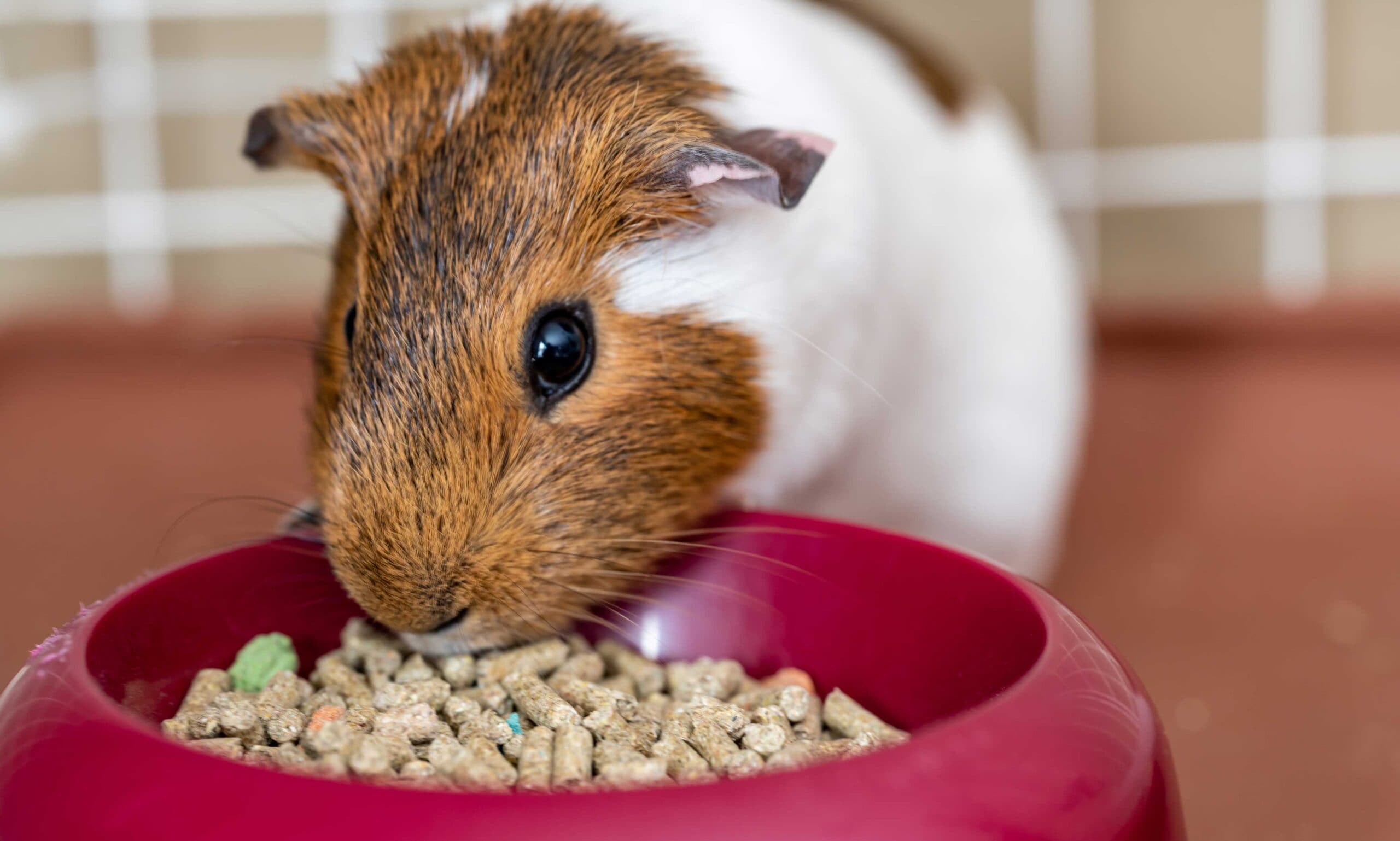 How much pellets to hotsell feed a guinea pig