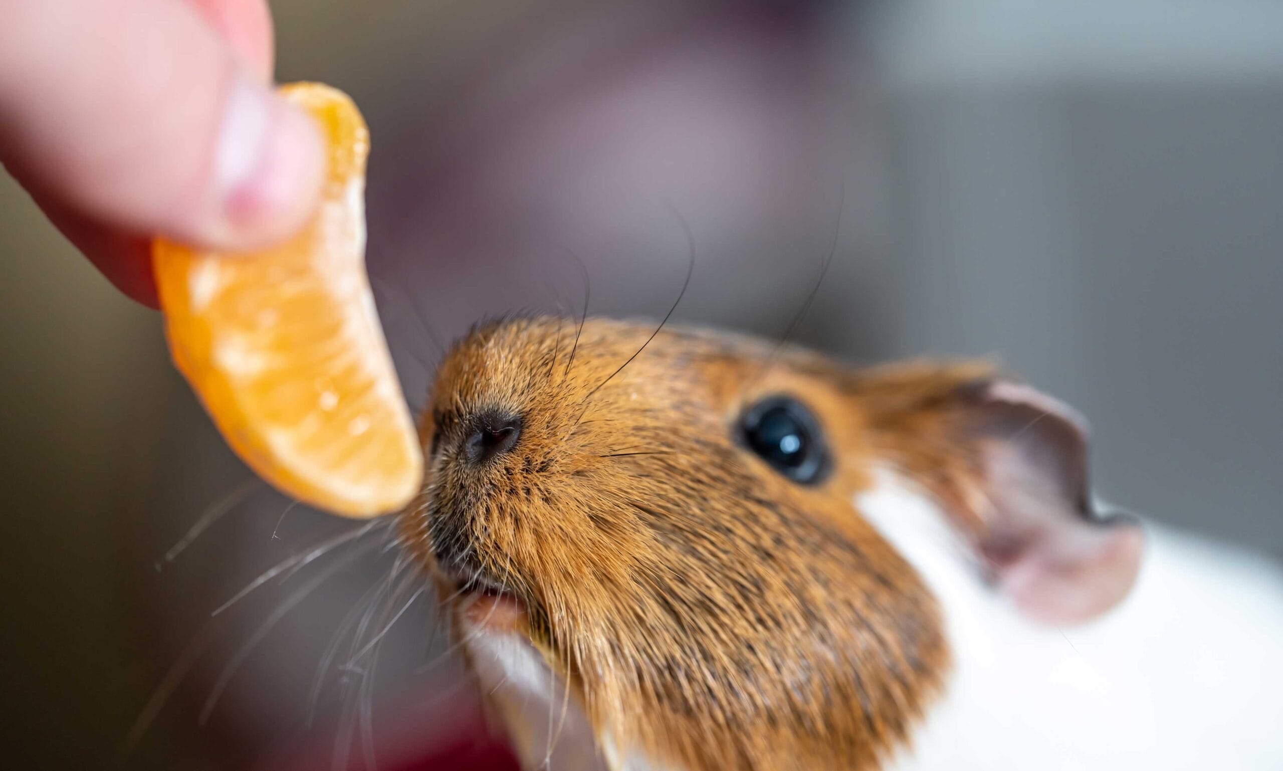 what do guinea pigs eat: guinea pig sniffing orange slice