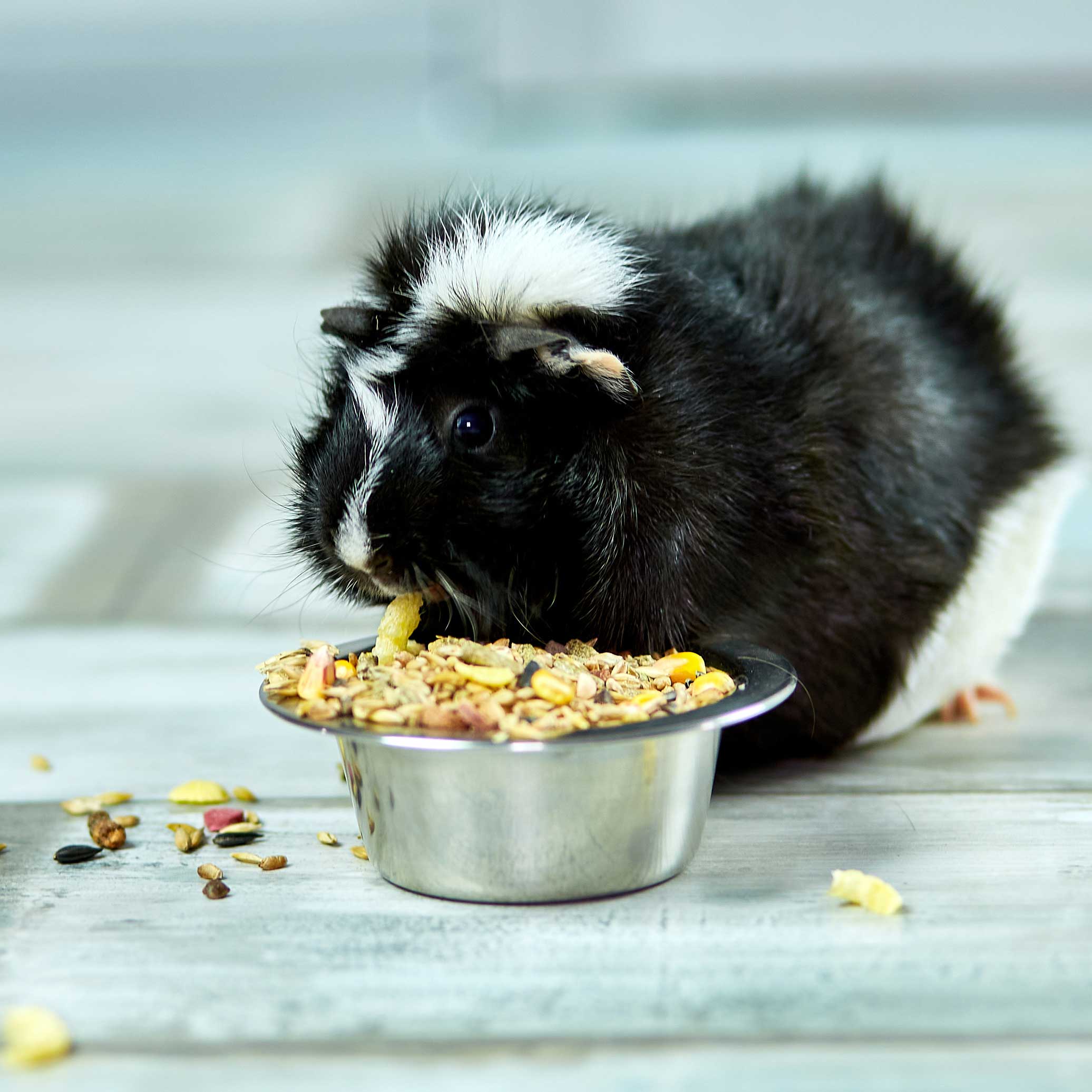 what do guinea pigs eat: guinea pig eating out of bowl