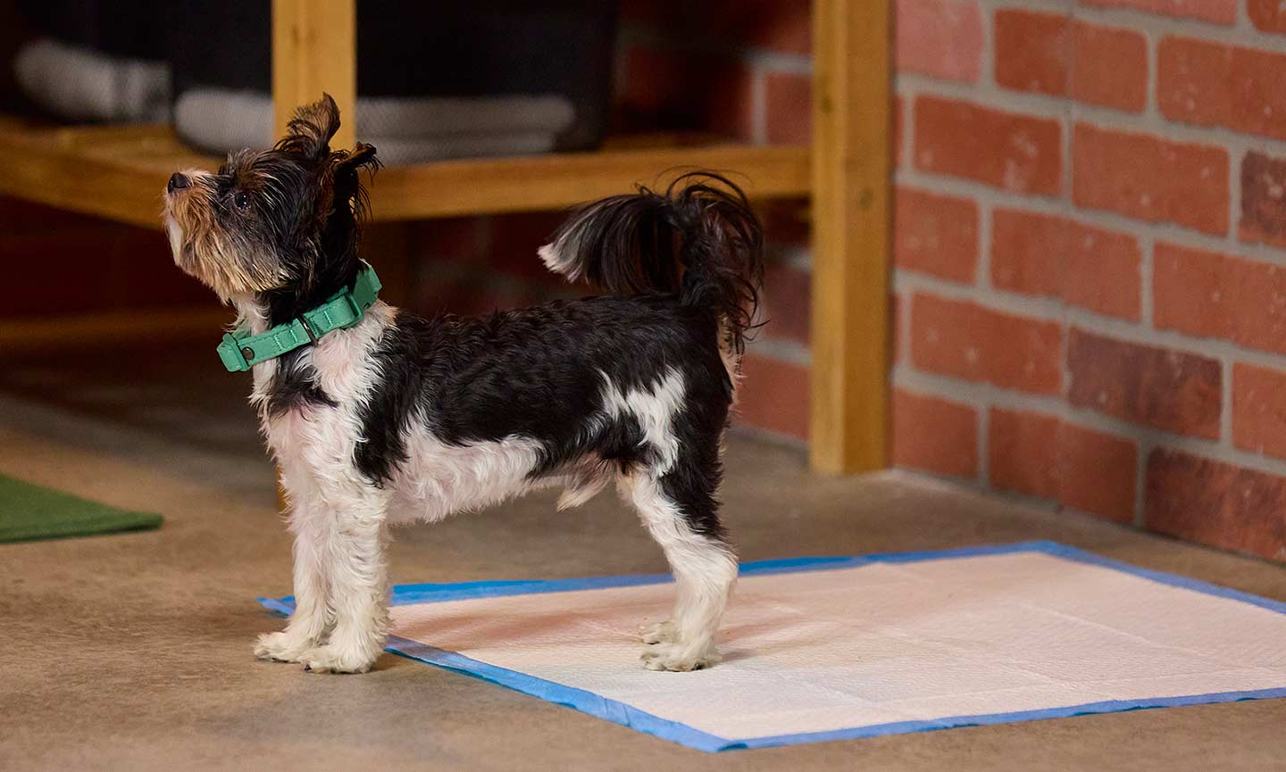 How to teach a potty pad trained dog that she's not allowed to pee