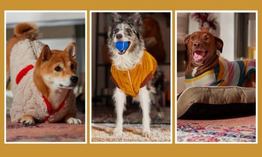 3 Sweater Trends for Pets: Bubble Knits and More | BeChewy