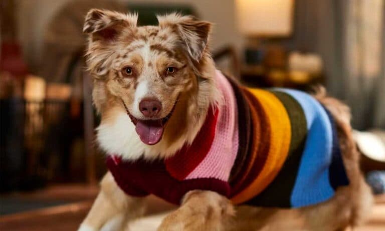 Chewy V Faux Fur Dog Jacket  High Dachshund, Fashion & Warmth