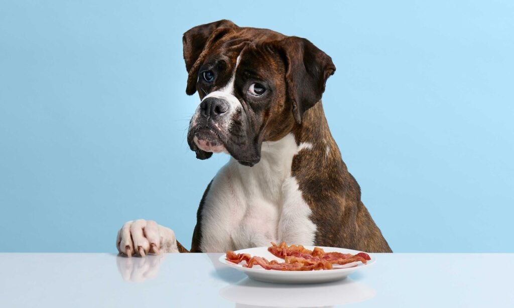 Can Dogs Eat Bacon 