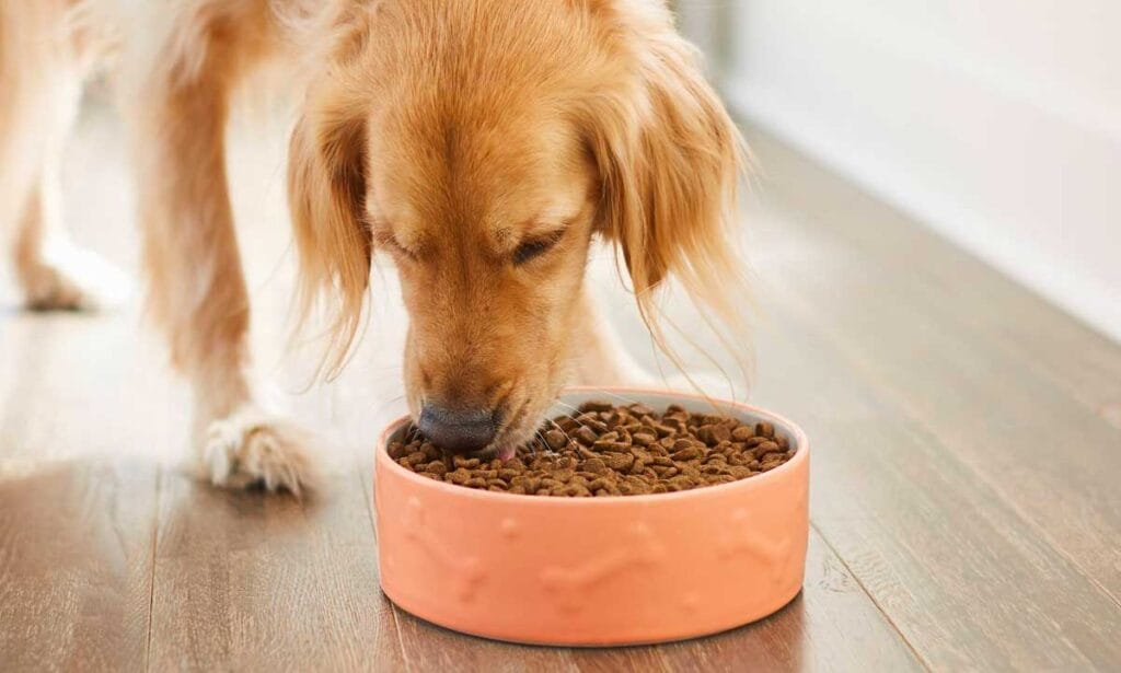 How Much Should Dogs Eat?  Calculate How Much to Feed Your Dog