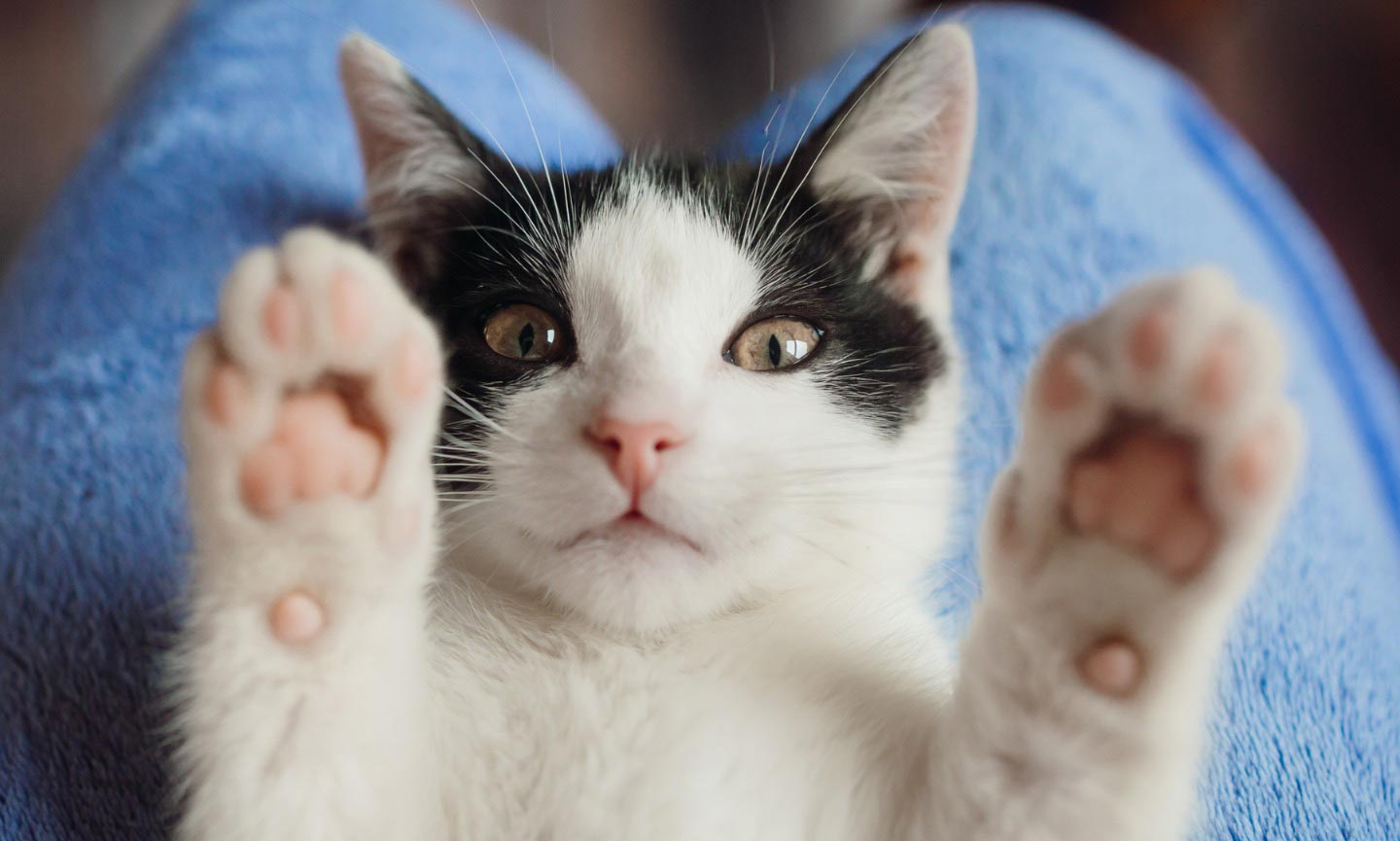 8 Signs Of A Happy Cat & How To Make Your Cat Happier