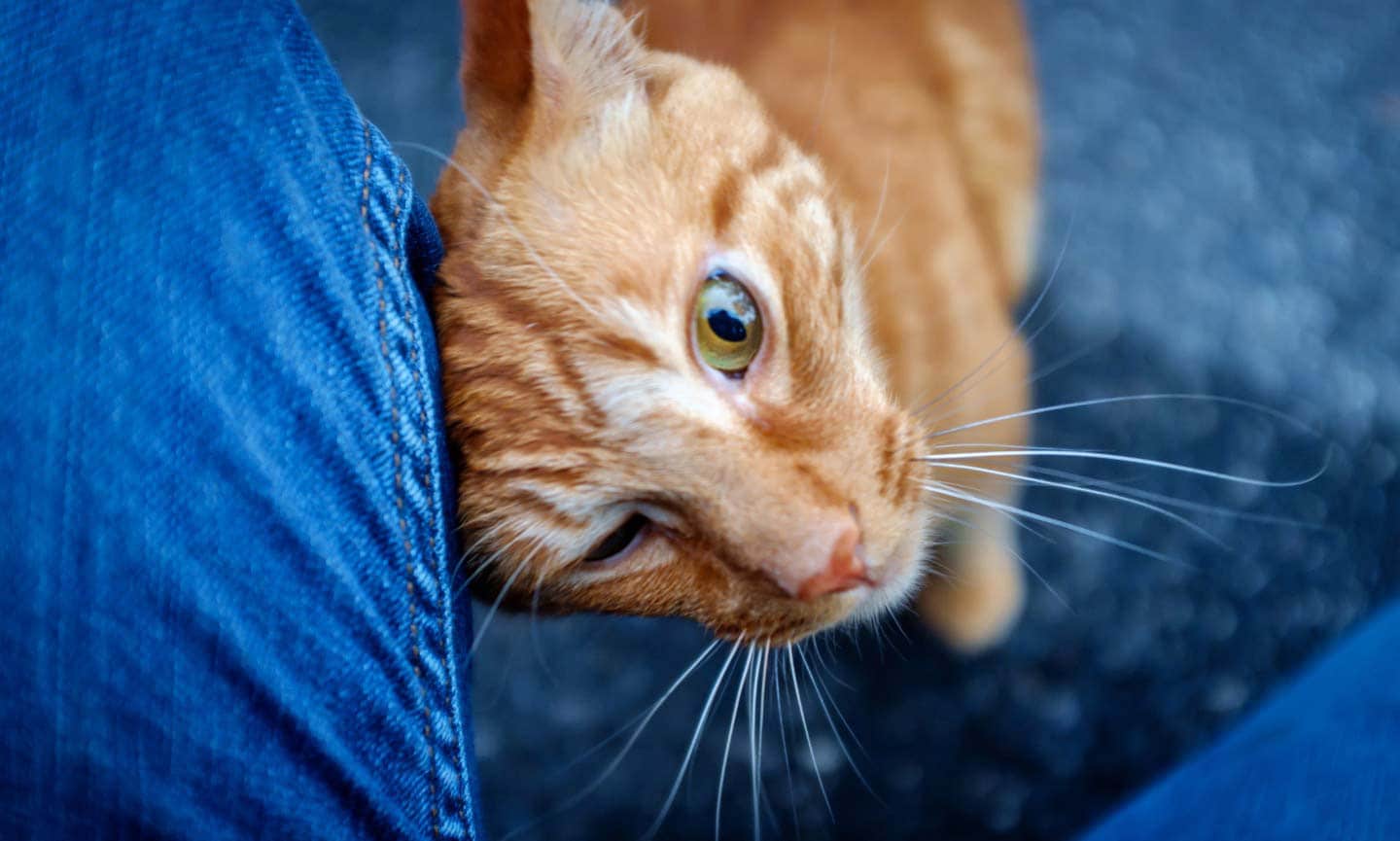 Photo of a cat rubbing their head on a person's leg